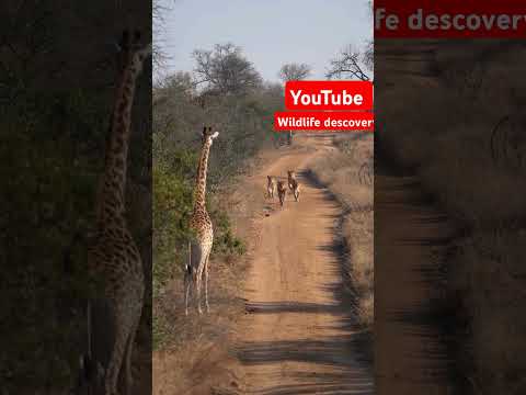 Wildlife descovery #channel #discovery #ytshorts #safaris