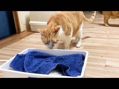 赤ちゃん猫を見守る先住猫