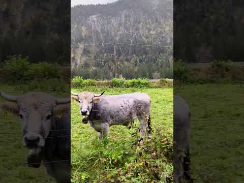 Cows grazing near Alps #alpsmountains #nature #garmischpartenkirchen #germany #austria