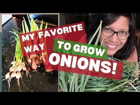 Planting ONIONS in bus-trays!!!