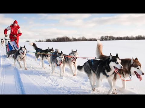 Canine performance dog food review. Caribou Creek Gold!