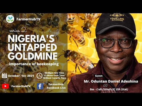 Nigeria's Untapped Goldmine - Importance of beekeeping (Series 2)