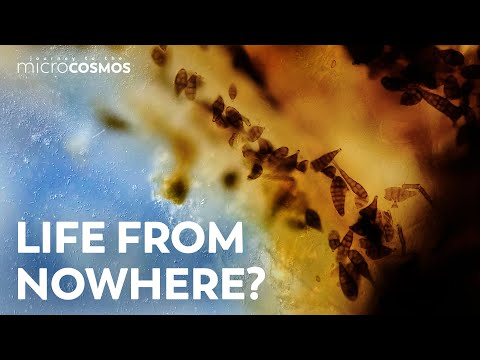 Can Microbes Just Appear Out Of Nowhere?