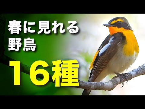 春の野鳥たちが大集合！初心者でも分かる解説動画