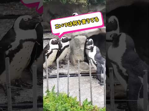 【地面師にあこがれるペンギンたち】　#セリフ #川島明  #豊川悦司