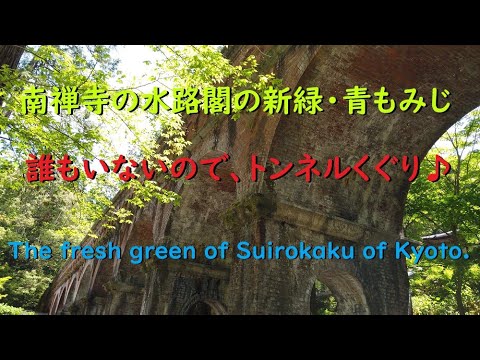 【4K】水路閣の新緑と青もみじ、そしてトンネルくぐり！！【The fresh green of Suirokaku of Kyoto.】