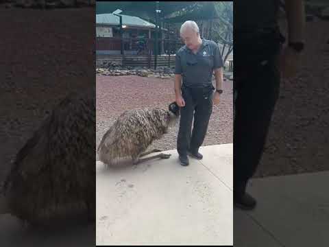 Emu whisperer 2