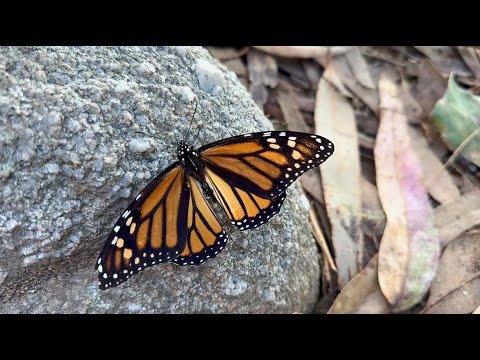 [4KHDR] Monarchs of Monterey Bay