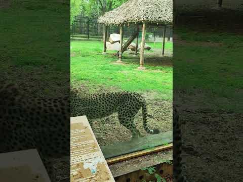 Excited crowd at the zoo #cheetah #zoo