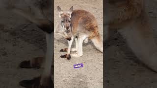 Kangaroo Moms: Nature's Incredible Pause Button #shorts #wildlifewonder