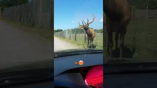 Feeding the ELK! #happyanimals #abeautifulday 🦌😍💖