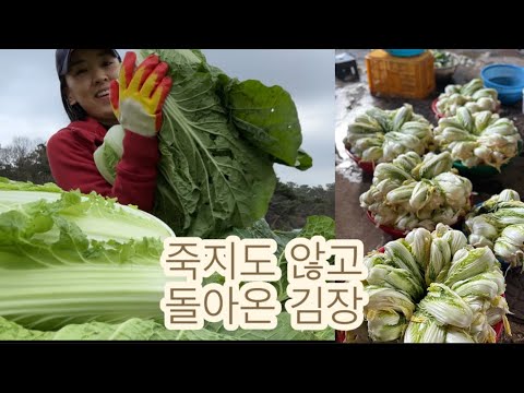 배추밭부터 시작되는 죽지않고 돌아온 김장 / 끝내 저세상 떠난 지하수 모터 인버터ㅠ /먹다 끝나는 양양여행