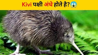 Kivi पक्षी अंधे होते है?😱 | #shorts #newfactsvideohindi #ytshorts