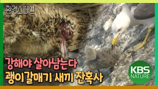 둥지 밖은 위험해! 괭이갈매기 새끼 잔혹사 [환경스페셜-괭이 갈매기 치열한 삶의 진실] /  KBS20060927 방송