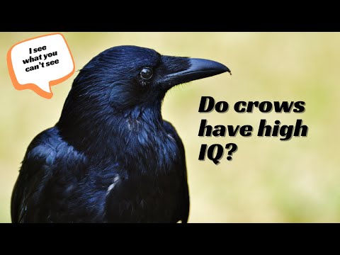 Are Crows the Smartest Birds? Unveiling Their Genius