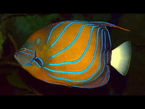 Facts: The Blue Ring Angelfish (Annularis Angelfish)