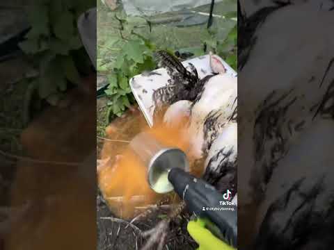 Turkey plucker!!!! #agri #chicken #homestead #agricultura #egg #farmingmachines #gardeningvideos