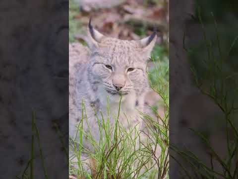 Canada Lynx: The Mysterious Wildcat!  #CanadaLynx #Wildlife #NatureDocumentary