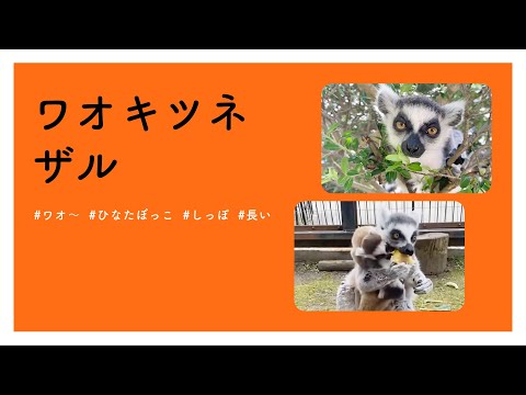 【#かわいい#楽しい#癒し#動物園に行こう】ワオキツネザル