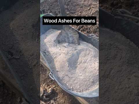 Wood Ashes For Beans & Spinach