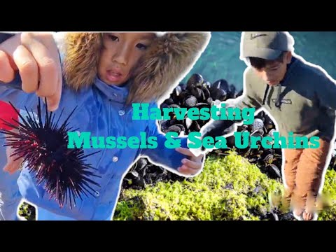 Harvesting some never ending mussels and sea urchins in California