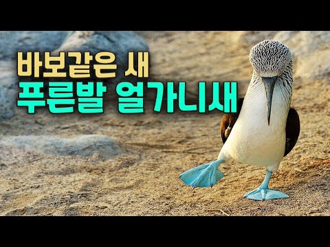 The blue-footed booby, even in its name, stupid.