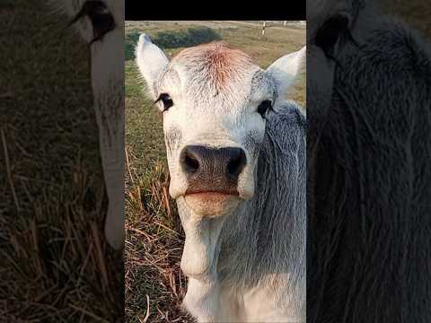 Cute Baby cow #animals #cow #funny #shorts #shortvideo #shortsfeed #viralvideo #sooftfishing