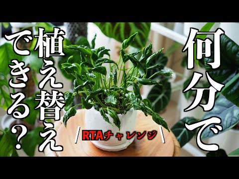 ポトスの植え替え｜何分でできる？｜RTA・リアルタイムアタック