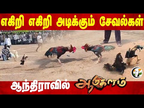 எகிறி எகிறி அடிக்கும் சேவல்கள் Andhra-வில் ஆடுகளம் | Sankranti | Pongal 2025 | People Celebration