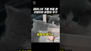 태어나서 거울 처음 본 아기 고양이의 비장의 무기