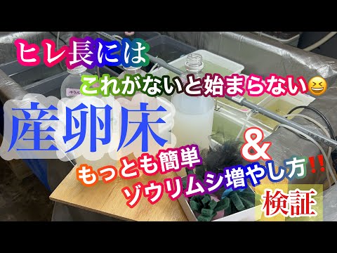 (メダカ)春の準備！これがないと始まらない‼️