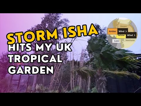 50mph winds hit my UK tropical garden as Storm Isha arrives!