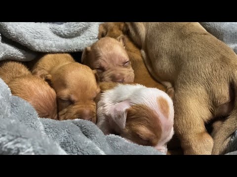 Dreaming and twitching 2 week old puppies