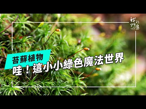 走進苔蘚綠世界｜種植熱潮背後課題(公視我們的島 第1279集 2024-10-28)