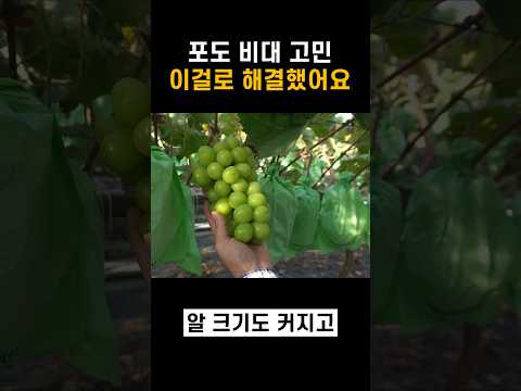 포도 비대 고민 이걸로 해결했어요