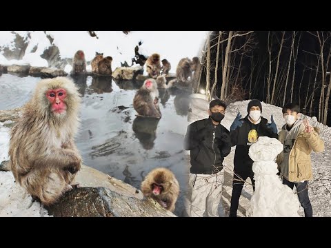 जापान के बंदरों के साथ मस्ती🤣 Raat Mein Snow Fight |JAPAN VLOG| #snowmonkey