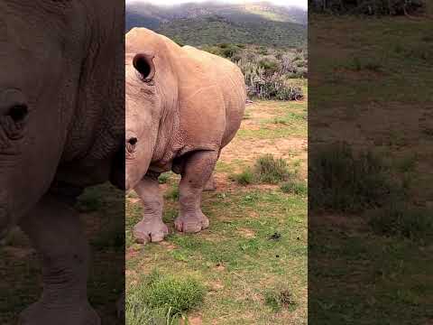 Rhino Daily Life: A Peek Into the Daily Habits and Lifestyle of the Mighty Rhinoceros!  #wildlife