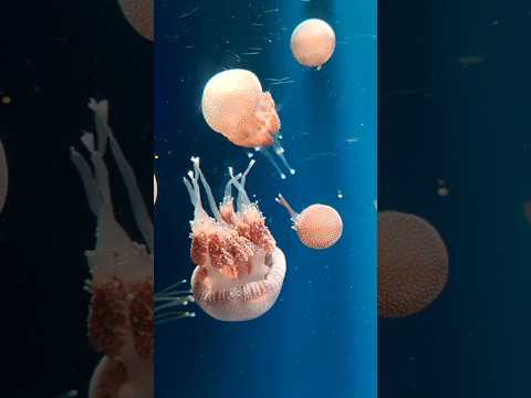 World Largest Jellyfish; The Lion's Mane JELLYFISH #shorts #shorts #viral(Cyanea capillata)#animal