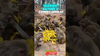 Banana Party #Wildlife #TooFunny #DailyLaughs #ComedyShorts #MustWatch #ShareTheLaughs