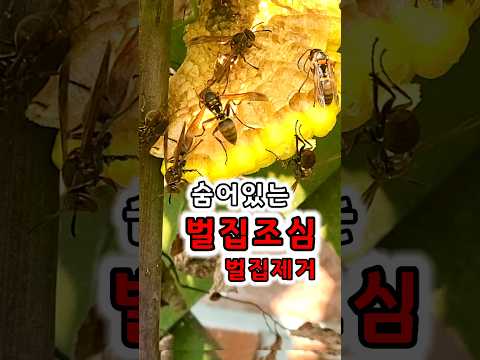 벌집조심 벌집제거 안전장비착용  말벌스프레이 #말벌