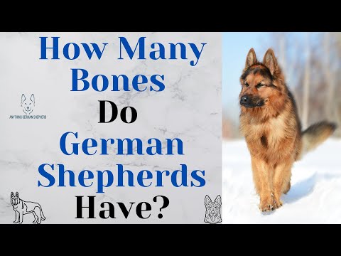 How Many Bones Do German Shepherds Have? (A lot more than you think!)