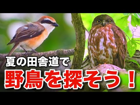 アオバズクと豊かな野鳥たちの不思議な出会い～