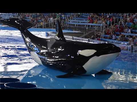 Orca Encounter (Full Show) - SeaWorld San Antonio - May 25, 2024