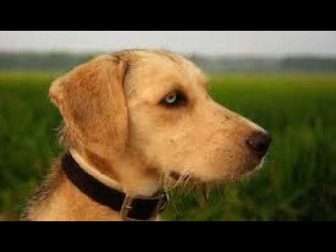 Top 10 Rare Dog Breeds