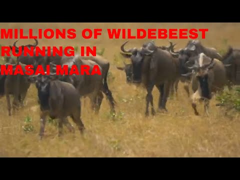 Millions Of Wildebeest Running In Masai Mara/Wildebeest Migration