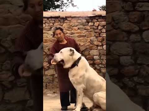 #monster alabai dog#shortvideo #viral