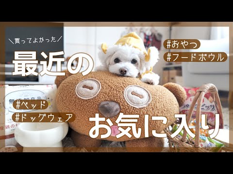 【買ってよかったペット用品🐶】最近のお気に入り6点紹介｜犬服｜ベッド｜フードボウル｜おやつ