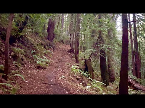 [4KHDR] Butano Part 2: Jackson Flats Trail