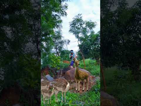 👁️मैंने हिरण को पकड़ लिया 🦌 #shortvideos #shorts #viral #ytshorts #youtubeshorts #discovery #vfx