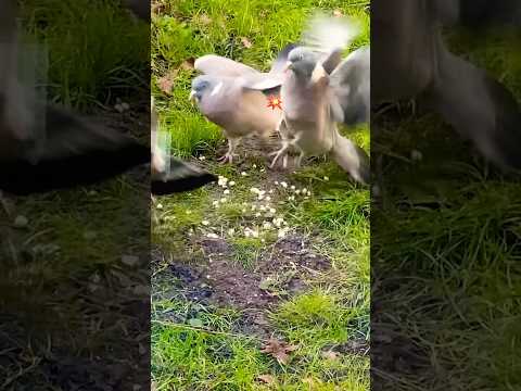 Big fight between Birds 🕊️🦅🦅#shortsvideo #birds #animals #birdslover